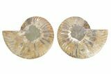 Cut & Polished, Agatized Ammonite Fossil - Madagascar #223123-1